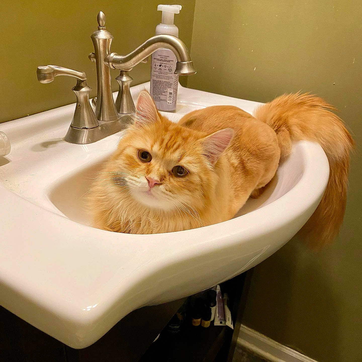 Cinna joined the competition — help win amazing prizes! bathroom, bathroom_sink, carnivore, cat, ceramic, fawn, felidae, fluid, fur, personal_care, plant, plumbing, plumbing_fitting, plumbing_fixture, room, sink, small_to_medium_sized_cats, tail, tap, whiskers