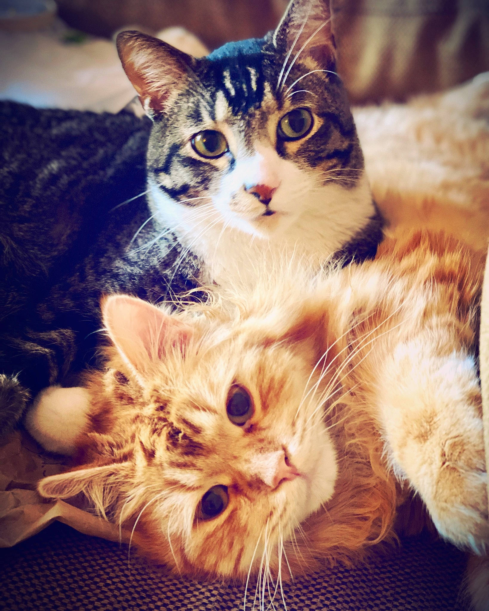 Cinna joined the competition — help win amazing prizes! carnivore, cat, claw, domestic_short_haired_cat, ear, fawn, felidae, fur, grass, happy, iris, paw, photo_caption, plant, small_to_medium_sized_cats, snout, tail, tree, whiskers, window