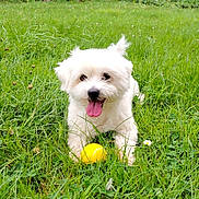 Paco participe au concours pour gagner de l'argent avec cette photo : dog, white_dog, grass, yellow_ball, pet, outdoor, playful, happy, tongue_out, cute, animal, summer, nature, fluffy, small_dog, field, greenery, daylight, resting, friendly