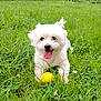 animal, cute, daylight, dog, field, fluffy, friendly, grass, greenery, happy, nature, outdoor, pet, playful, resting, small_dog, summer, tongue_out, white_dog, yellow_ball