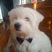 Paco a rejoint le concours — aidez-le/la à gagner de superbes lots ! animal, bow_tie, close_up, companion, cute, decorations, dog, domestic_animal, fluffy, fur, furniture, holiday, indoor, pet, portrait, sitting, table, white_fur, wooden_chair, wooden_table