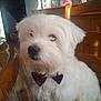 animal, bow_tie, close_up, companion, cute, decorations, dog, domestic_animal, fluffy, fur, furniture, holiday, indoor, pet, portrait, sitting, table, white_fur, wooden_chair, wooden_table
