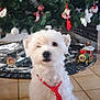 celebration, christmas, christmas_tree, cute, decorations, dog, festive, floor_tiles, fluffy, holiday, holiday_season, indoor, ornaments, pet, polka_dot, red_tie, sitting, tie, toy_train, white_dog