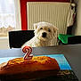 background, baked_good, birthday_candle, cake, celebration, chair, curious, decor, dog, food, home, indoor, kitchen, lighting, number_two, pet, radiator, table, white_fur, window