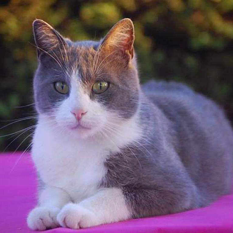 Mia a rejoint le concours — aidez-le/la à gagner de superbes lots ! animal, cat, close_up, cute, domestic_animal, ears, eyes, feline, fur, gray_cat, lying_down, nature, outdoor, paws, pet, pink_surface, portrait, relaxed, whiskers, white_cat