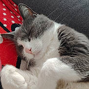 Mia a rejoint le concours — aidez-le/la à gagner de superbes lots ! animal, blanket, cat, closeup, couch, cozy, cute, feline, fur, gray, indoor, nap, paw, pet, relaxation, resting, sleeping, soft, whiskers, white
