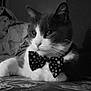 Mia a rejoint le concours — aidez-le/la à gagner de superbes lots ! animal, black_and_white, bow_tie, calm, cat, close_up, cute, domestic_cat, elegant, face, feline, fur, indoor, patterned_surface, pet, portrait, relaxed, resting, star_pattern, whiskers