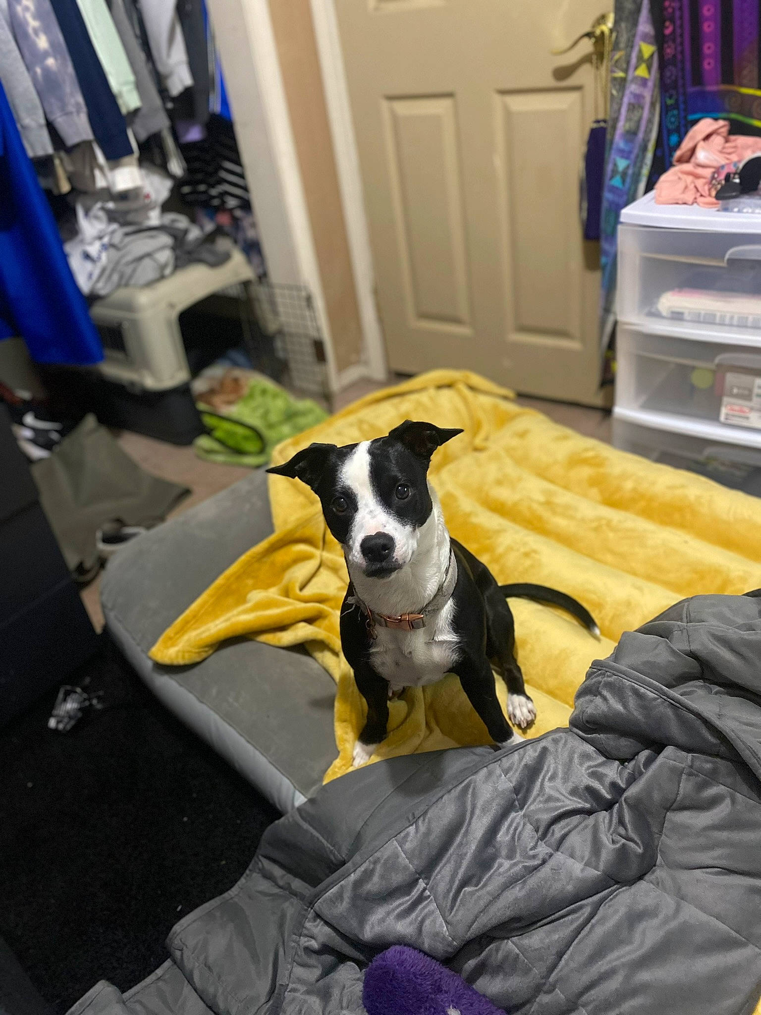 Tootie is registered to the contest to win money with this photo: blue, cabinetry, canidae, carnivore, chair, collar, comfort, companion_dog, dog, dog_breed, dog_supply, drawer, fawn, flooring, linens, luggage_and_bags, room, snout, sporting_group, working_animal