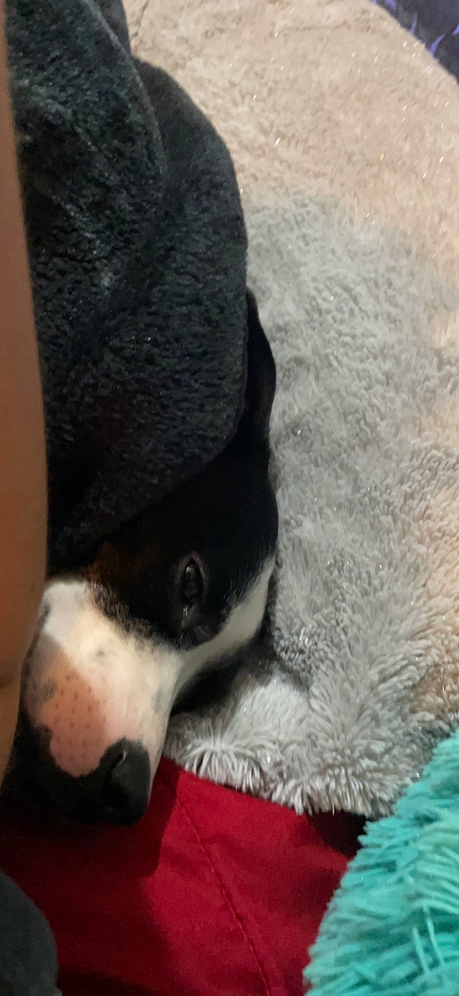 Tootie is registered to the contest to win money with this photo: canidae, carmine, carnivore, collar, comfort, companion_dog, dog, dog_breed, foot, fur, human_leg, non_sporting_group, paw, puppy, sporting_group, tail, terrestrial_animal, whiskers, working_animal, working_dog