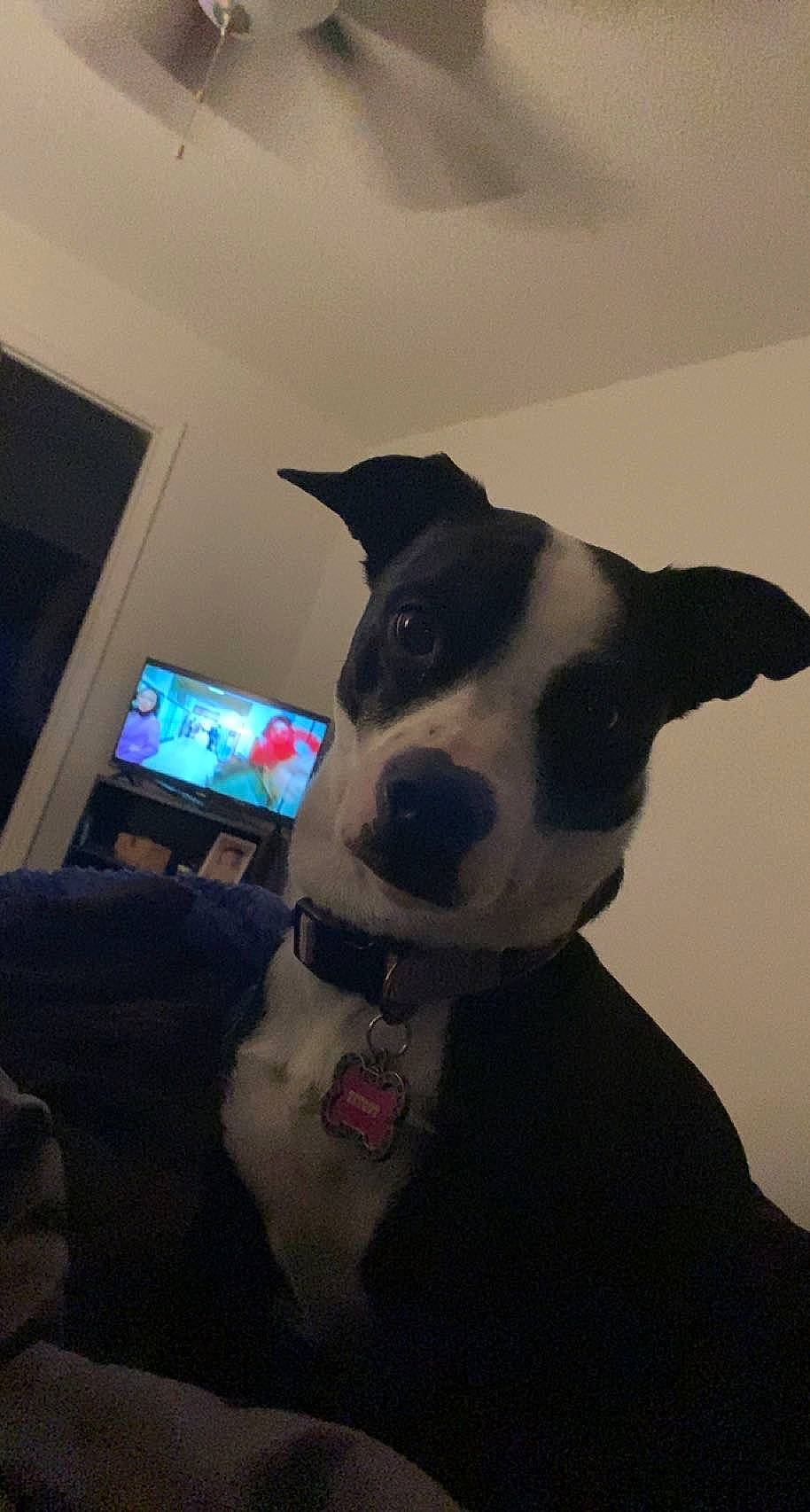 Tootie is registered to the contest to win money with this photo: canidae, carnivore, collar, companion_dog, dog, dog_breed, dog_collar, dog_supply, ear, fawn, fur, gadget, laptop, non_sporting_group, personal_computer, portable_communications_device, snout, sporting_group, whiskers, working_animal