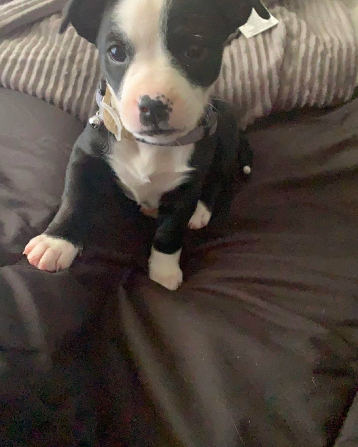 Tootie is registered to the contest to win money with this photo: boston_terrier, canidae, carnivore, collar, comfort, companion_dog, dog, dog_breed, dog_collar, fawn, fur, guard_dog, personal_protective_equipment, puppy, snout, sporting_group, toy_dog, whiskers, working_animal, working_dog