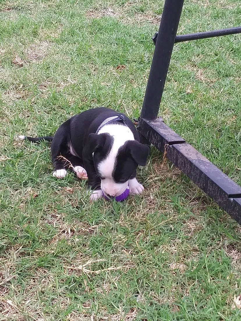 Tootie joined the competition — help win amazing prizes! canidae, carnivore, companion_dog, dog, dog_breed, fur, grass, herding_dog, non_sporting_group, pasture, plant, shadow, soil, sporting_group, tail, terrestrial_animal, tints_and_shades, tree, working_animal, working_dog