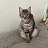 cat, tabby, pet, indoor, green_eyes, sitting, blanket, feline, fur, whiskers, animal, domestic, cute, portrait, resting, cozy, bed, striped, ears, looking