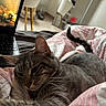 cat, gray_tabby, blanket, bed, laptop, indoor, furniture, relaxed, cozy, pet, whiskers, tail, ear, sleepy, cute, domestic_animal, comfort, home, technology, soft_lighting