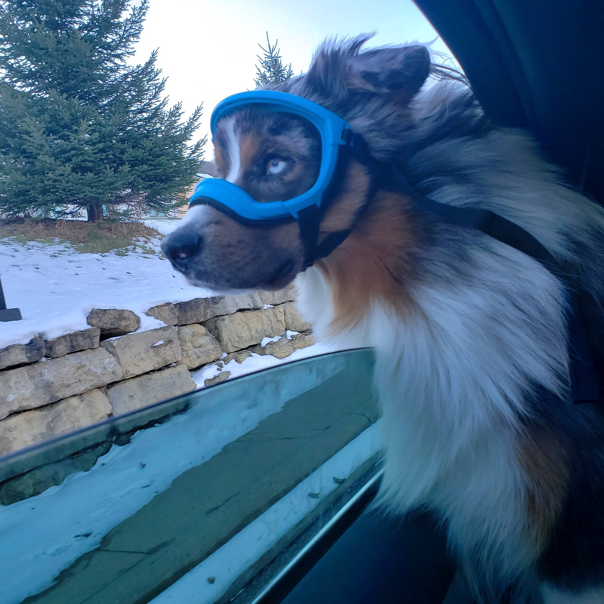 Raiden joined the competition — help win amazing prizes! canidae, carnivore, cloud, companion_dog, dog, dog_breed, dog_supply, electric_blue, eyewear, fawn, freezing, fur, pet_supply, sky, slope, smile, snout, snow, sporting_group, tree