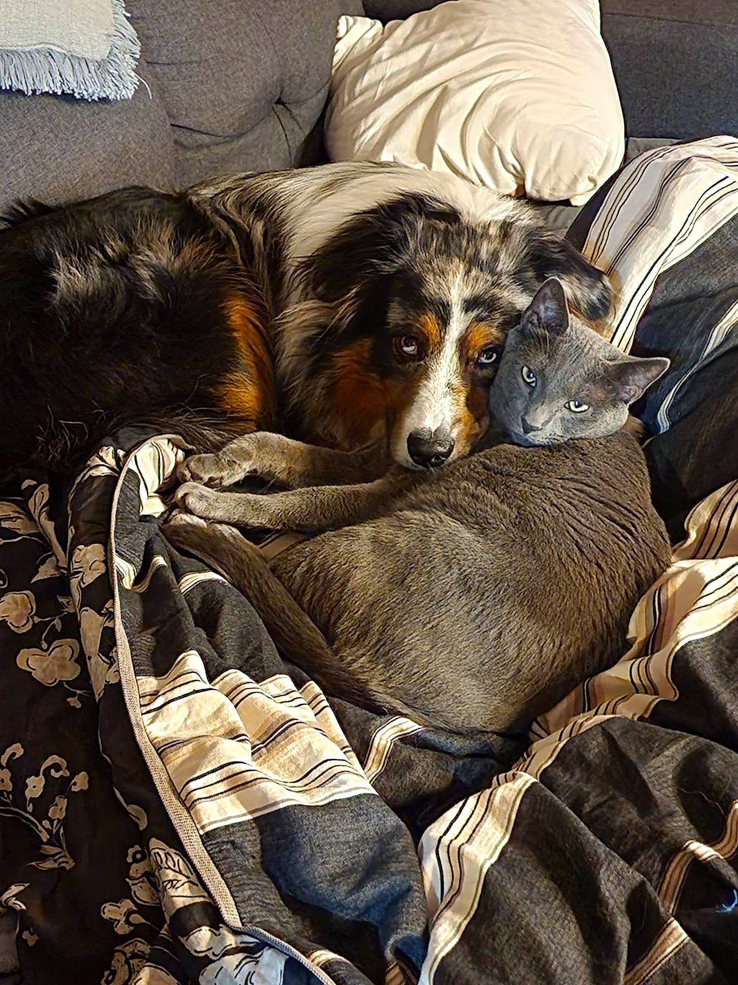 Raiden joined the competition — help win amazing prizes! art, bedding, canidae, carnivore, comfort, companion_dog, couch, dog, dog_breed, fur, linens, nap, pattern, pillow, room, sporting_group, throw_pillow