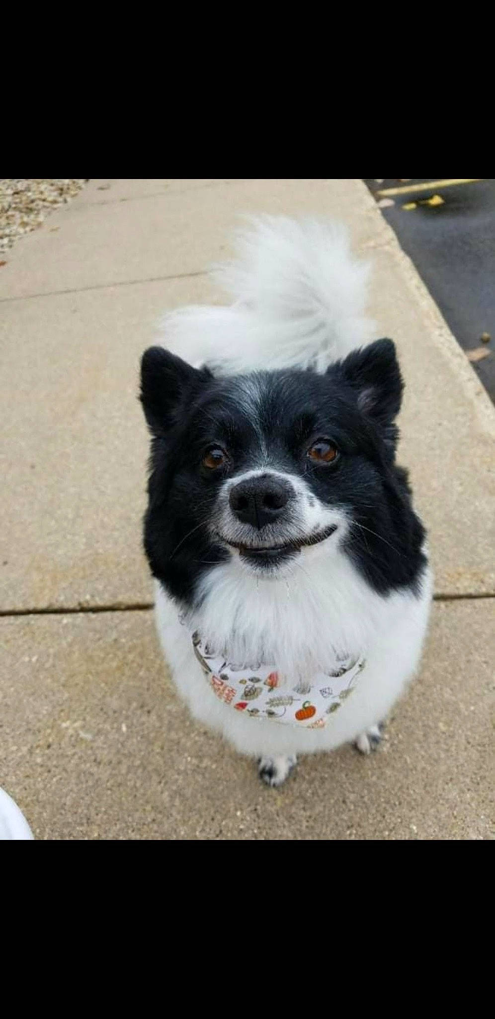 Marley is registered to the contest to win money with this photo: art, canidae, carnivore, collar, companion_dog, dog, dog_breed, dog_supply, fur, non_sporting_group, paw, road_surface, snout, sporting_group, tail, toy_dog, whiskers, working_animal, working_dog