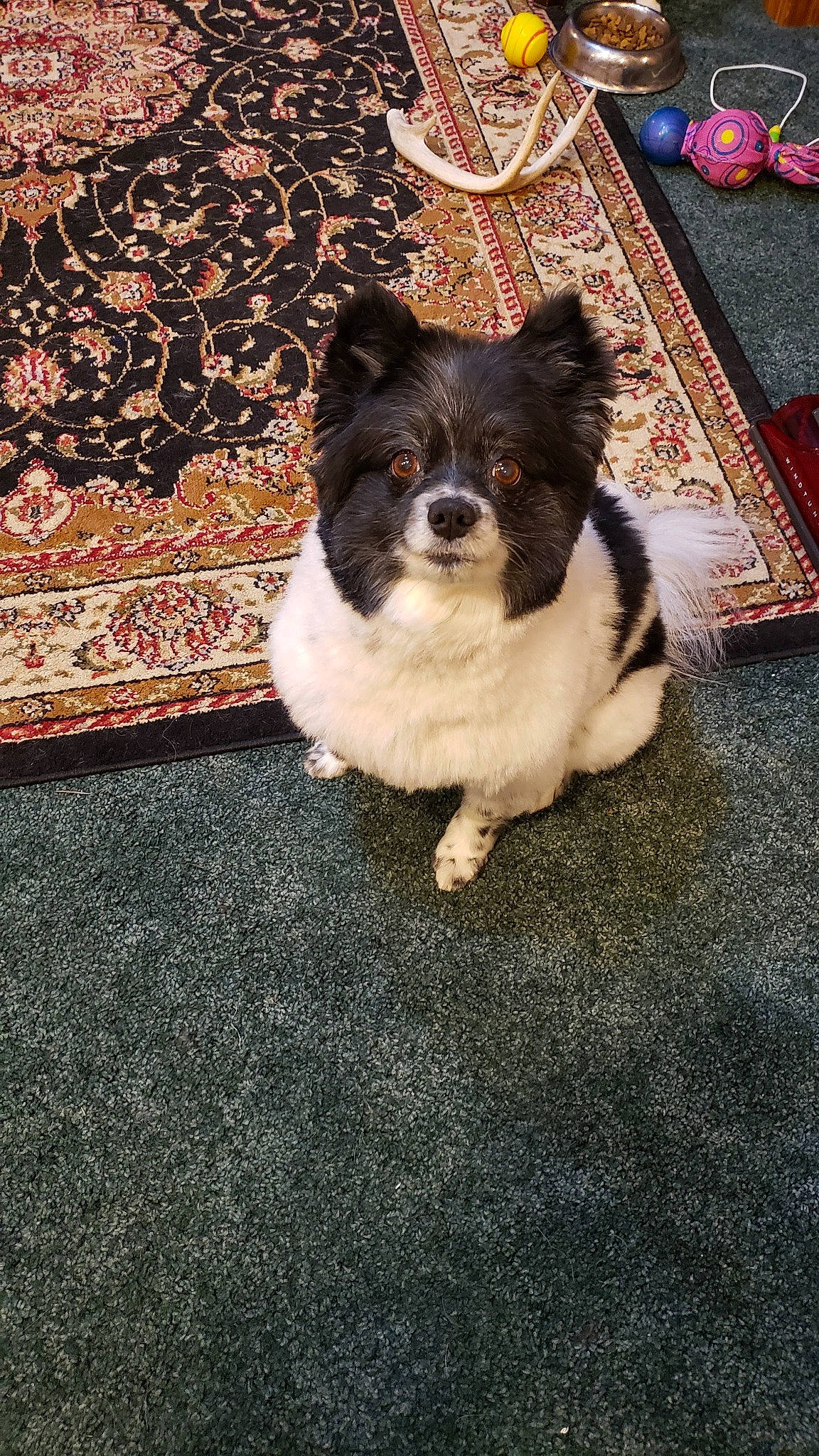 Marley is registered to the contest to win money with this photo: art, canidae, carnivore, companion_dog, dog, dog_breed, fawn, flooring, fur, pattern, paw, road_surface, snout, sporting_group, tail, terrestrial_animal, toy_dog, whiskers, wood, working_animal