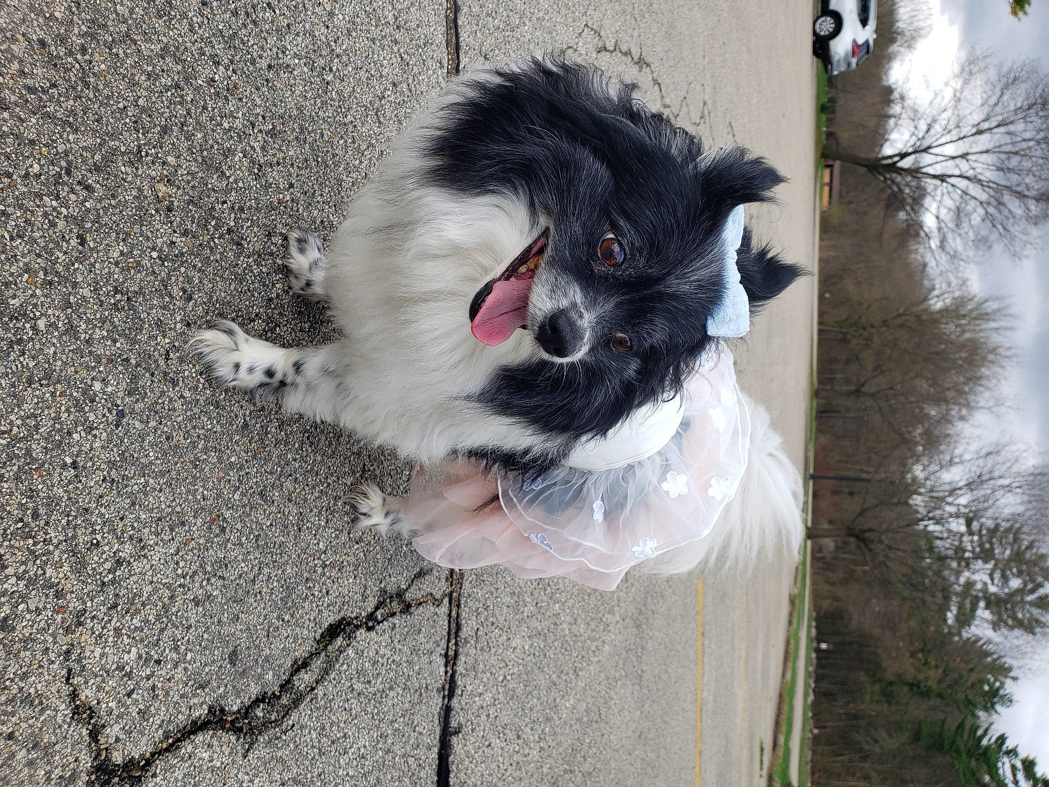 Marley joined the competition — help win amazing prizes! art, asphalt, automotive_wheel_system, canidae, carnivore, collar, dog_breed, felidae, fur, grey, plant, road_surface, sky, snout, sporting_group, tail, tree, wheel, whiskers, working_animal