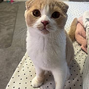 Caramel is registered to the contest to win money with this photo: cat, animal, pet, indoor, curious, wide_eyes, polka_dot, blanket, fur, whiskers, ears, face, looking, close_up, bedroom, cozy, domestic, feline, cute, soft