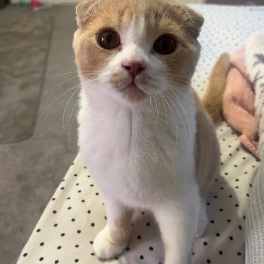 Caramel is registered to the contest to win money with this photo: animal, bedroom, blanket, cat, close_up, cozy, curious, cute, domestic, ears, face, feline, fur, indoor, looking, pet, polka_dot, soft, whiskers, wide_eyes