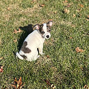 Boots is registered to the contest to win money with this photo: animal, brown_patch, cute, daylight, dog, grass, greenery, leaf, looking_back, nature, outdoor, pet, puppy, shadow, sitting, small_dog, summer, sunlight, white_fur, young_animal