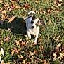 Boots is registered to the contest to win money with this photo: animal, autumn, brown, curious, cute, dog, ears, field, grass, leaves, nature, outdoor, pet, playful, puppy, small, sunlight, walking, white, young