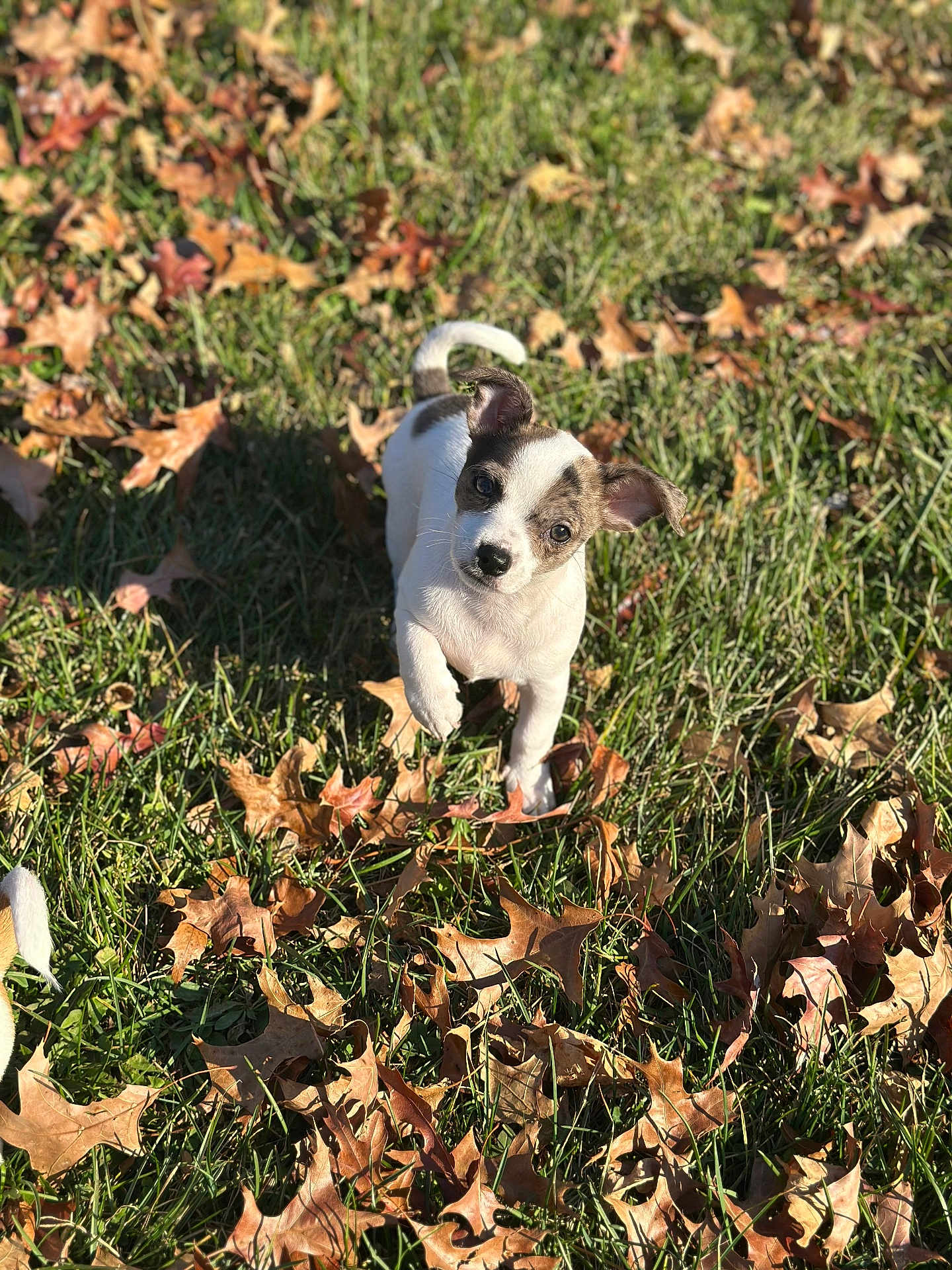 Boots is registered to the contest to win money with this photo: animal, autumn, brown, curious, cute, dog, ears, field, grass, leaves, nature, outdoor, pet, playful, puppy, small, sunlight, walking, white, young