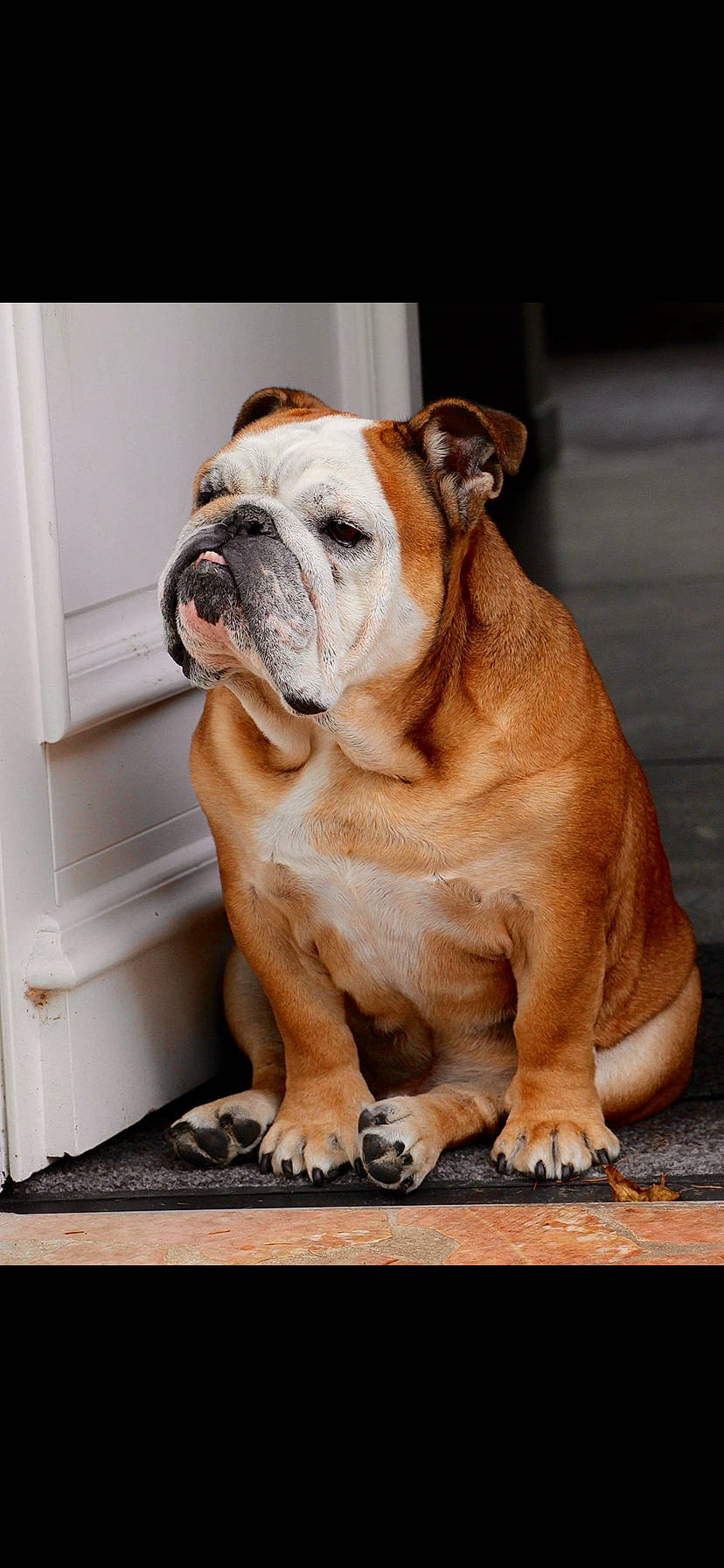 Spike participe au concours pour gagner de l'argent avec cette photo : ancient_dog_breeds, bulldog, canidae, carnivore, comfort, companion_dog, dog, dog_breed, fawn, non_sporting_group, old_english_bulldog, snout, sporting_group, terrestrial_animal, white_english_bulldog, window, wood, working_animal, working_dog, wrinkle