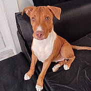 Baki a rejoint le concours — aidez-le/la à gagner de superbes lots ! dog, puppy, brown_and_white, sitting, couch, indoor, pet, animal, portrait, front_facing, floppy_ears, white_chest, white_paws, short_fur, tail, eyes, nose, black_couch, home, cute