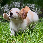 Lobo joined the competition — help win amazing prizes! puppy, dog, grass, ears, outdoor, nature, pet, animal, playful, greenery, young, fur, cute, flapping_ears, motion, garden, mammal, adorable, small_dog, happy