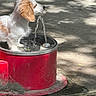 dog, water_fountain, red, outdoor, concrete, sunlight, shadows, pet, playing, water_stream, animal, daylight, canine, drinking, cute, fur, white, brown, nature, fun