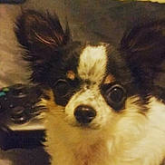 Moose The Goose is registered to the contest to win money with this photo: art, canidae, carnivore, companion_dog, dog, dog_breed, fur, puppy, snout, sporting_group, terrestrial_animal, toy_dog, whiskers, working_animal