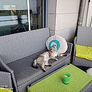 Mélissa Gentilhomme a rejoint le concours — aidez-le/la à gagner de superbes lots ! animal, balcony, cat, chair, cup, cushion, daylight, glass_door, gray_cat, green_cushion, green_tablecloth, home, indoor, pet, reflection, relaxed, round_cushion, sofa, table, wicker_furniture