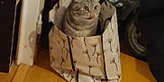Mélissa Gentilhomme a rejoint le concours — aidez-le/la à gagner de superbes lots ! animal, cat, curious, decorative_bag, domestic_cat, doorframe, floor, furniture, household, indoor, laundry_basket, paper_bag, pet, room, sitting, stroller_wheel, tongue_out, wall, wide_eyes, wooden_floor