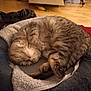 Mélissa Gentilhomme participe au concours pour gagner de l'argent avec cette photo : animal, bed, cardboard_box, cat, cozy, curled_up, cute, domestic, feline, floor, fur, home, indoor, paw, pet, relaxed, resting, sleeping, tabby, whiskers