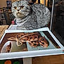 Mélissa Gentilhomme participe au concours pour gagner de l'argent avec cette photo : book, cat, chocolate_chip, cookbook, cookies, cozy, curious, domestic_animal, eyes, food, fur, furniture, gray_tabby, indoor, kitchen, pet, recipe, table, warm_lighting, whiskers