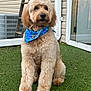 Milo is registered to the contest to win money with this photo: dog, doodle, golden_fur, bandana, blue_bandana, sitting, grass, paws, collar, pet_tag, outdoor, backyard, house_siding, ladder, glass_door, air_conditioner, portrait, fluffy, cute, gaze