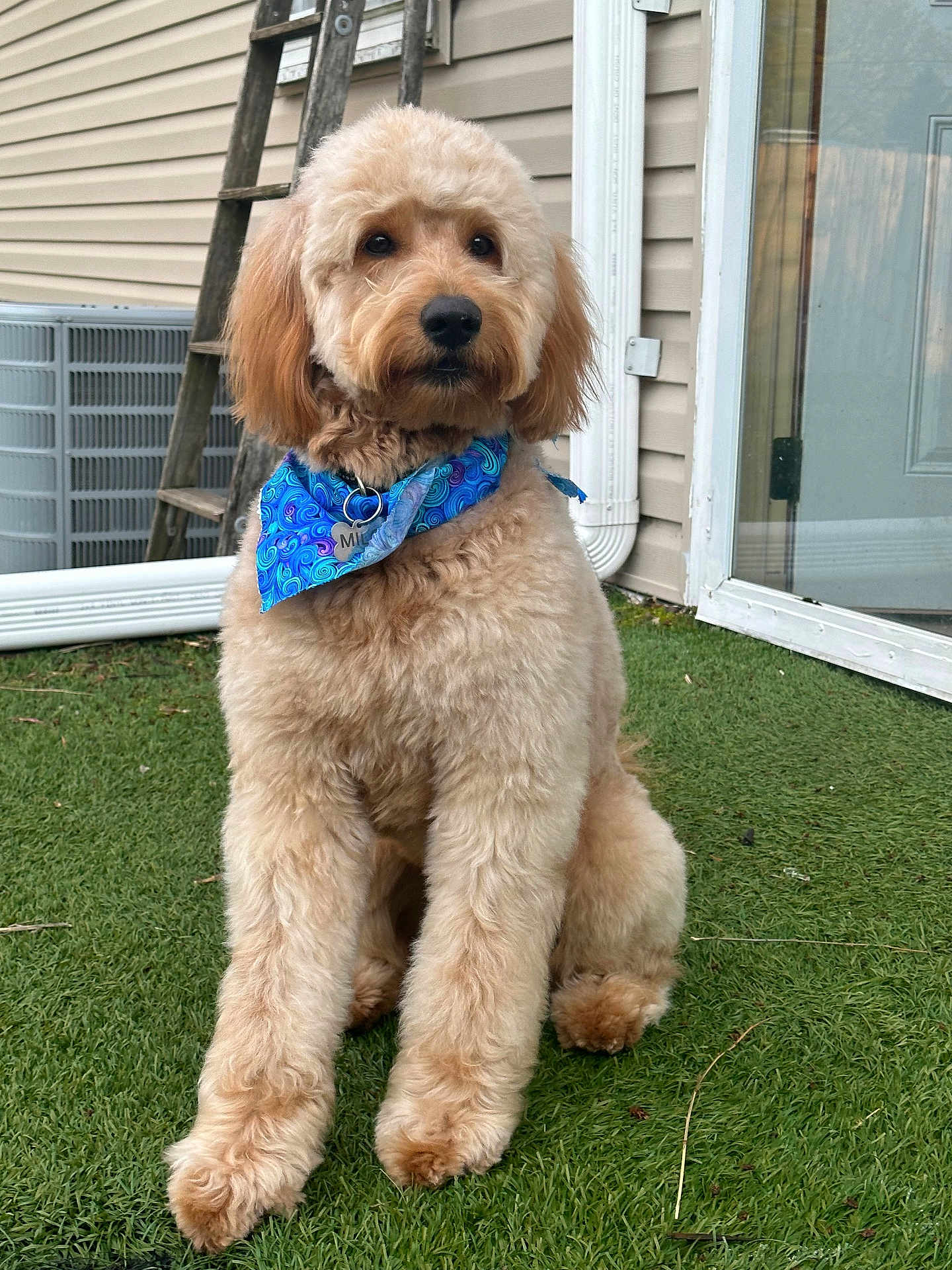 Milo is registered to the contest to win money with this photo: dog, doodle, golden_fur, bandana, blue_bandana, sitting, grass, paws, collar, pet_tag, outdoor, backyard, house_siding, ladder, glass_door, air_conditioner, portrait, fluffy, cute, gaze