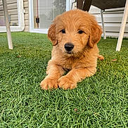 Milo joined the competition — help win amazing prizes! puppy, dog, golden_puppy, grass, backyard, porch, door, patio_chair, paws, nose, fur, cute, adorable, sitting, outdoor, pet, young, portrait, closeup, muzzle