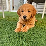 puppy, dog, golden_puppy, grass, backyard, porch, door, patio_chair, paws, nose, fur, cute, adorable, sitting, outdoor, pet, young, portrait, closeup, muzzle