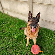 Nanouk participe au concours pour gagner de l'argent avec cette photo : dog, german_shepherd, pet, animal, grass, toy, outdoor, tongue_out, happy, sitting, canine, playful, fur, ears, muzzle, nature, background, wall, chewed_toy, domestic_animal