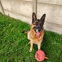 dog, german_shepherd, pet, animal, grass, toy, outdoor, tongue_out, happy, sitting, canine, playful, fur, ears, muzzle, nature, background, wall, chewed_toy, domestic_animal