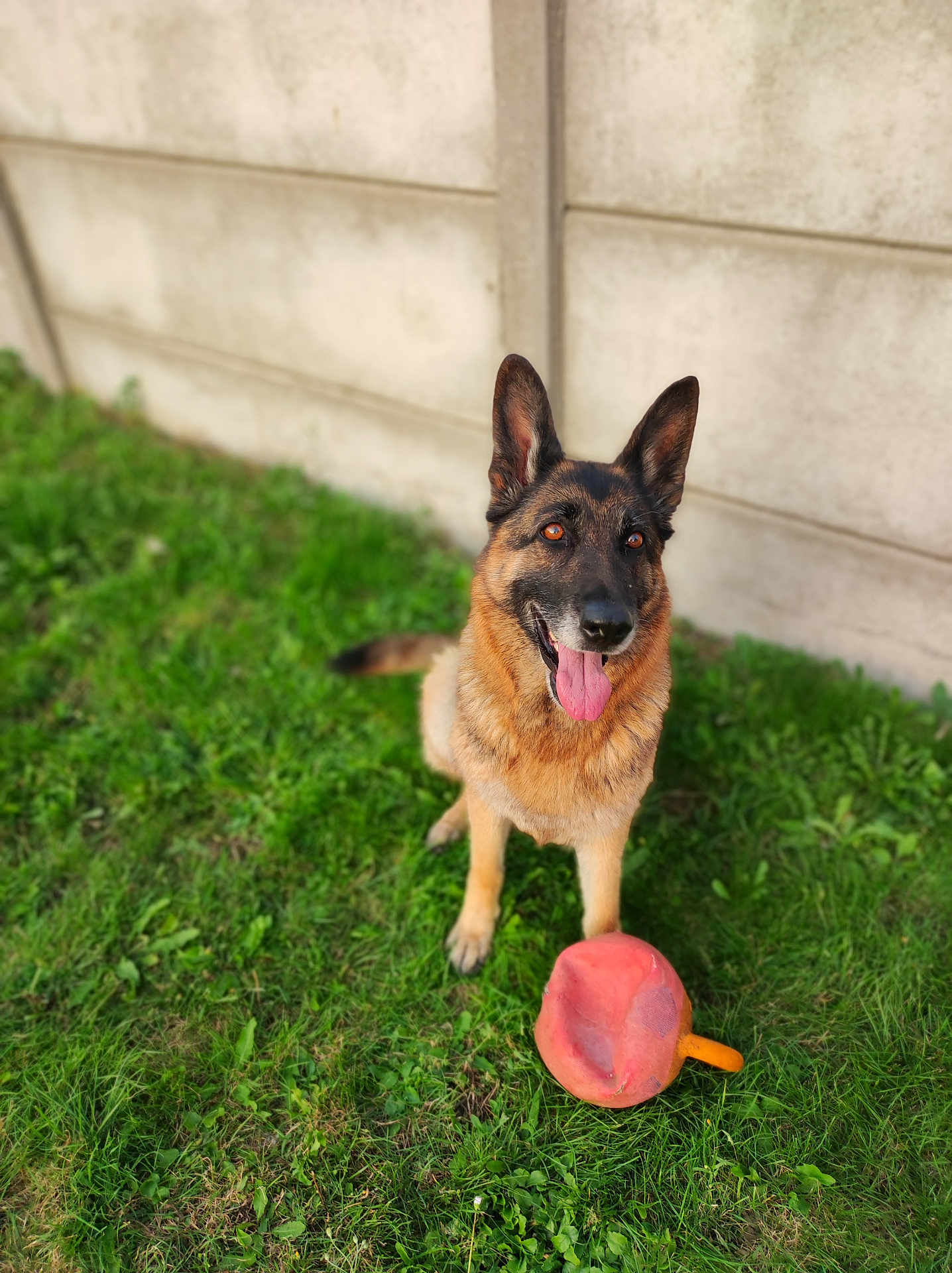 Nanouk participe au concours pour gagner de l'argent avec cette photo : dog, german_shepherd, pet, animal, grass, toy, outdoor, tongue_out, happy, sitting, canine, playful, fur, ears, muzzle, nature, background, wall, chewed_toy, domestic_animal