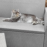 Pacha participe au concours pour gagner de l'argent avec cette photo : cat, gray_cat, fluffy, outdoor, sofa, woven_furniture, patio, wooden_fence, pet, relaxed, animal, fur, resting, looking_away, cushion, seat, nature, grass, daylight, quiet