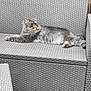 cat, gray_cat, fluffy, outdoor, sofa, woven_furniture, patio, wooden_fence, pet, relaxed, animal, fur, resting, looking_away, cushion, seat, nature, grass, daylight, quiet