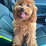 Ace Jamon is registered to the contest to win money with this photo: dog, puppy, curly_fur, apricot_fur, fluffy, small_dog, happy, smiling, tongue_out, sitting, portrait, pet, canine, car, car_interior, leather_seat, passenger_seat, closeup, adorable, photography