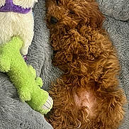 Ace Jamon is registered to the contest to win money with this photo: dog, puppy, curly_fur, brown_fur, plush_toy, green_toy, white_toy, purple_scarf, gray_blanket, soft_texture, lying_down, relaxed, cute, pet, indoor, cozy, animal, fur, toy, sleepy
