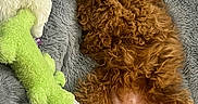 Ace Jamon is registered to the contest to win money with this photo: animal, brown_fur, cozy, curly_fur, cute, dog, fur, gray_blanket, green_toy, indoor, lying_down, pet, plush_toy, puppy, purple_scarf, relaxed, sleepy, soft_texture, toy, white_toy