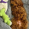 dog, puppy, curly_fur, brown_fur, plush_toy, green_toy, white_toy, purple_scarf, gray_blanket, soft_texture, lying_down, relaxed, cute, pet, indoor, cozy, animal, fur, toy, sleepy